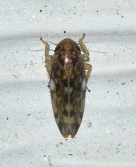 Xestocephalus similis