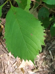 Parthenocissus inserta