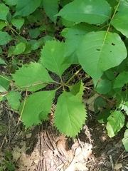 Parthenocissus inserta