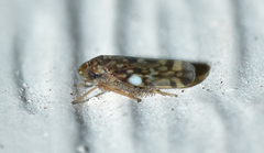 Xestocephalus similis