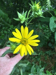 Silphium integrifolium laeve
