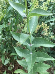 Silphium integrifolium laeve