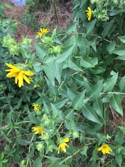 Silphium integrifolium laeve