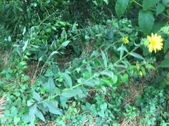 Silphium integrifolium laeve