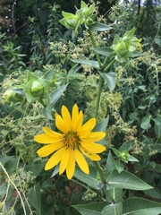 Silphium integrifolium laeve