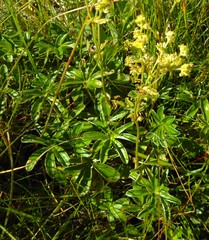 Alpinae