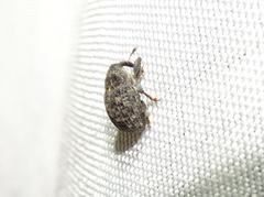 Rhyssomatus lineaticollis