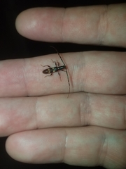 Heterachthes quadrimaculatus
