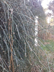 Ephedra tweedieana