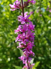 Lythrum salicaria