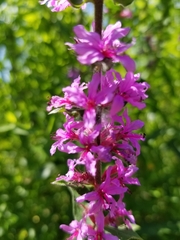 Lythrum salicaria