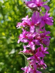 Lythrum salicaria