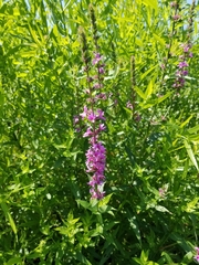Lythrum salicaria