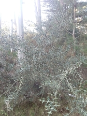 Colletia paradoxa