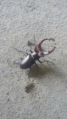 Lucanus elaphus