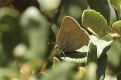 Satyrium auretorum