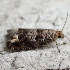 Epiblema abruptana