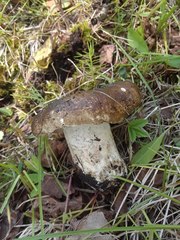 Russula densifolia