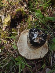 Russula densifolia