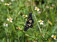 Chlosyne narva