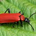 Black-headed Cardinal Beetle - Photo (c) Walwyn, some rights reserved (CC BY-NC-SA)
