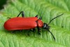 Black-headed Cardinal Beetle - Photo (c) Walwyn, some rights reserved (CC BY-NC-SA)