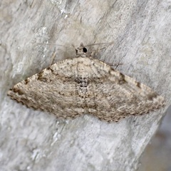 Digrammia gnophosaria