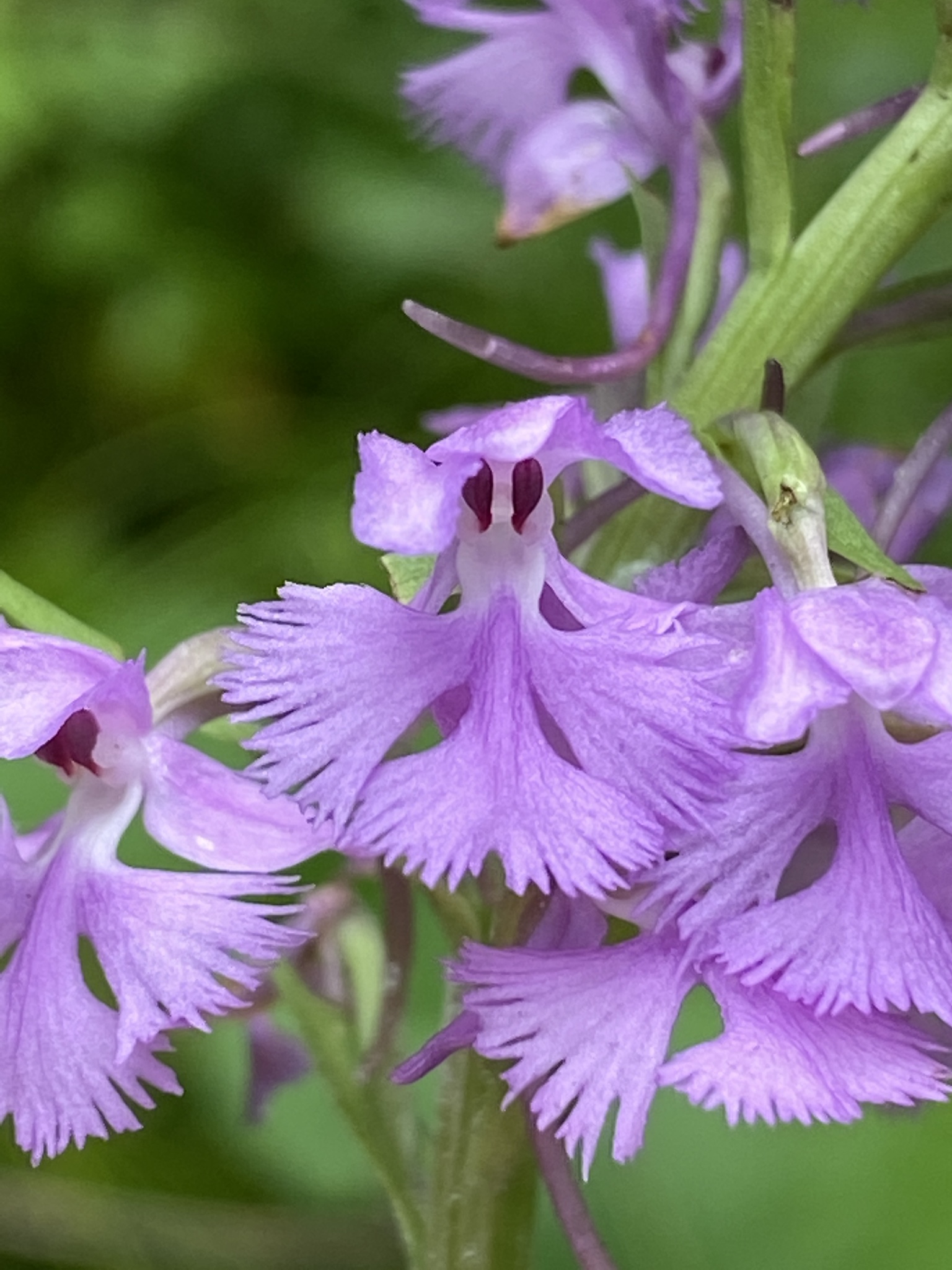 Platanthera psycodes
