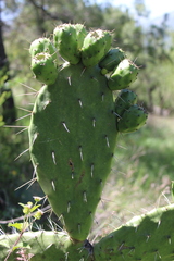 Opuntia lasiacantha
