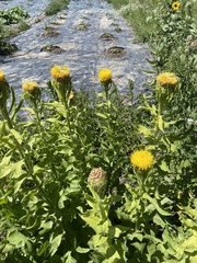 Centaurea macrocephala