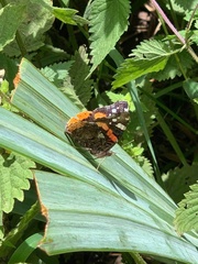 Vanessa atalanta
