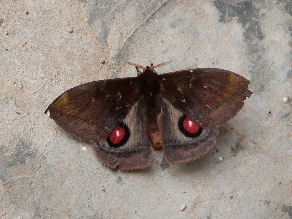 Gamelia lichyi