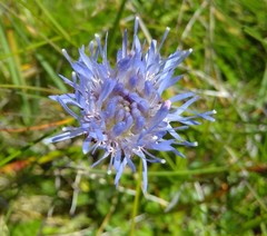 Jasione