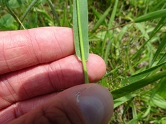 Dichanthelium columbianum