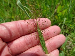 Dichanthelium columbianum