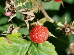 Rubus idaeus