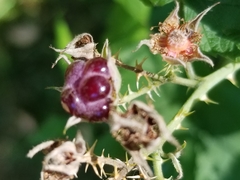Rubus idaeus