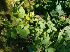 Rubus idaeus