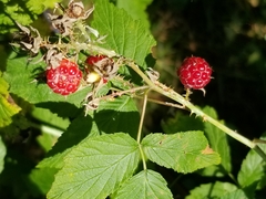 Rubus idaeus