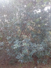 Lithraea brasiliensis