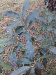 Lithraea brasiliensis