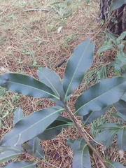 Lithraea brasiliensis