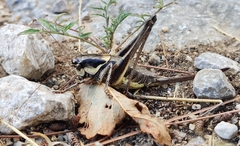 Pholidoptera dalmatica