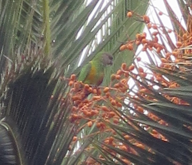 Senegal Parrot