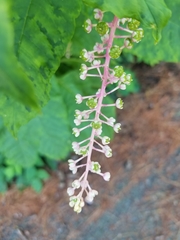 Phytolacca americana