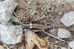 Pholidoptera dalmatica