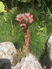 Sempervivum tectorum