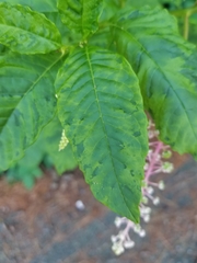 Phytolacca americana