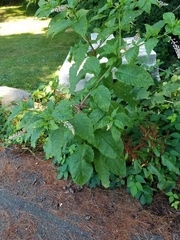 Phytolacca americana