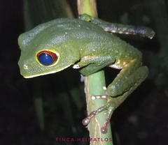 Phyllomedusa tarsius